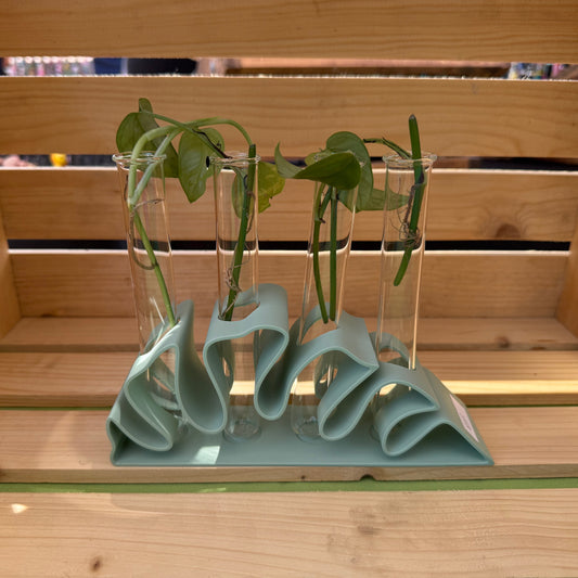 Monstera Leaf Propagation Station