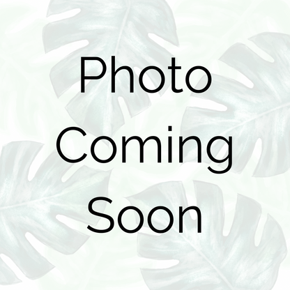 Placeholder image with the text 'PHOTO COMING SOON' indicating that the actual product image is not yet available.